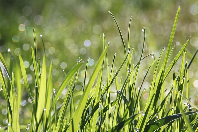 Gras sproeien in de zon: wat je wel en niet moet doen